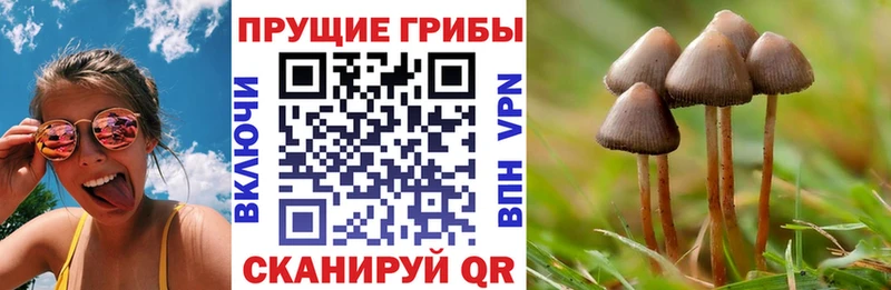 Псилоцибиновые грибы Psilocybe Бугульма
